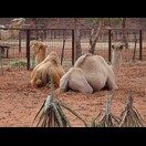 Unsere Unterkunft liegt neben einer Kamelfarm